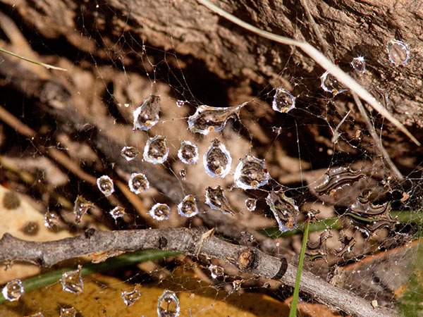 Water Droplets on Spider Web