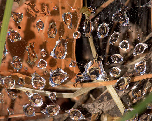 Water Droplets on Spider Web