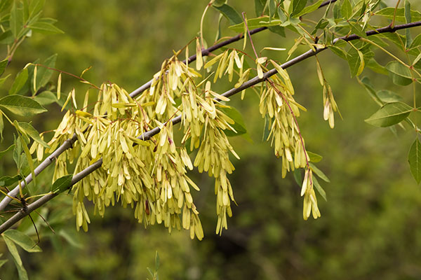 Velvet Ash, Fraxinus velutina, Fraxinus pennsylvanica velutina 