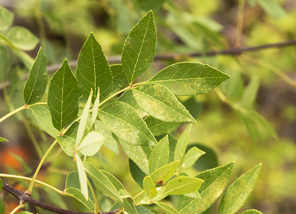 Velvet Ash, Fraxinus velutina, Fraxinus pennsylvanica velutina 