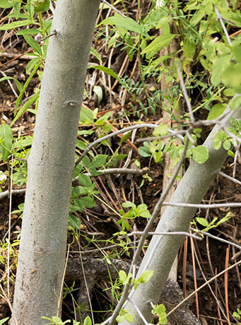 Velvet Ash, Fraxinus velutina, Fraxinus pennsylvanica velutina 