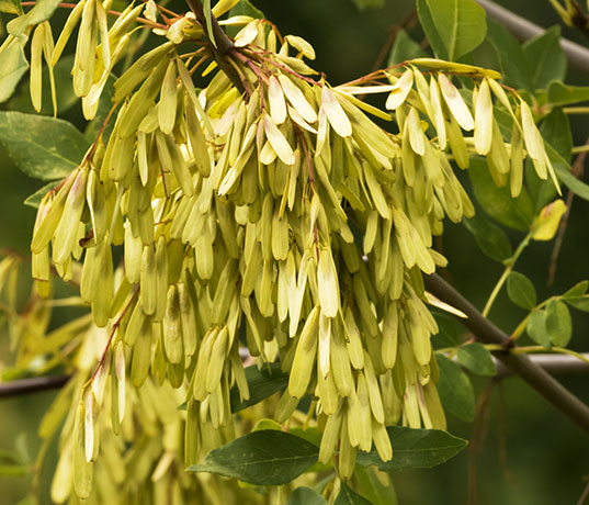 Velvet Ash, Fraxinus velutina, Fraxinus pennsylvanica velutina 