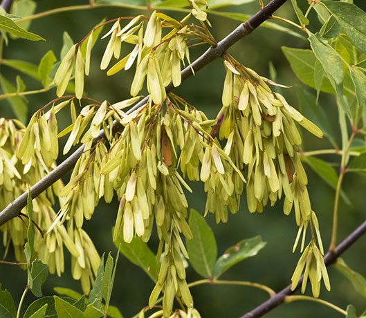 Velvet Ash, Fraxinus velutina, Fraxinus pennsylvanica velutina 