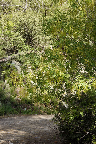 Velvet Ash, Fraxinus velutina, Fraxinus pennsylvanica velutina 