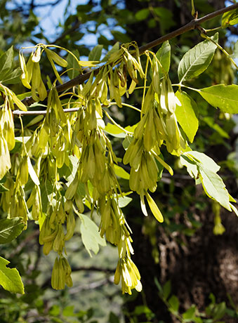Velvet Ash, Fraxinus velutina, Fraxinus pennsylvanica velutina 