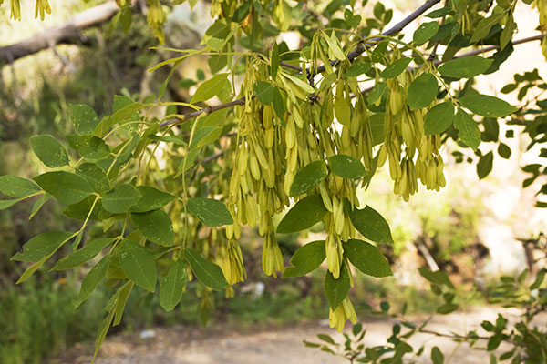 Velvet Ash, Fraxinus velutina, Fraxinus pennsylvanica velutina 