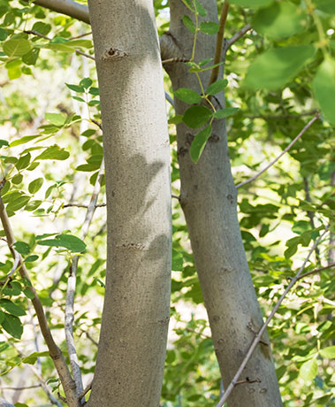 Velvet Ash, Fraxinus velutina, Fraxinus pennsylvanica velutina 