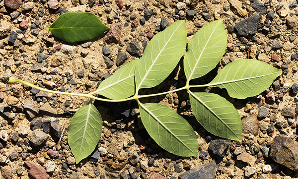 Velvet Ash, Fraxinus velutina, Fraxinus pennsylvanica velutina 