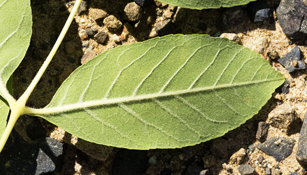 Velvet Ash, Fraxinus velutina, Fraxinus pennsylvanica velutina 