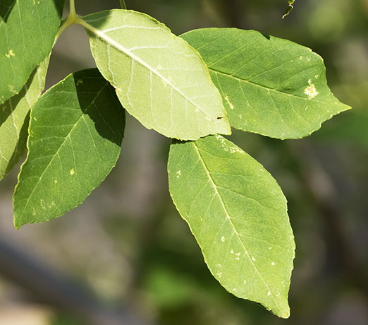 Velvet Ash, Fraxinus velutina, Fraxinus pennsylvanica velutina 