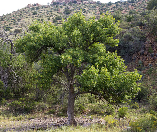 Velvet Ash, Fraxinus velutina, Fraxinus pennsylvanica velutina 