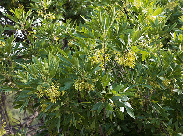 Velvet Ash, Fraxinus velutina, Fraxinus pennsylvanica velutina 
