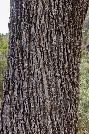 Velvet Ash, Fraxinus velutina, Fraxinus pennsylvanica velutina 