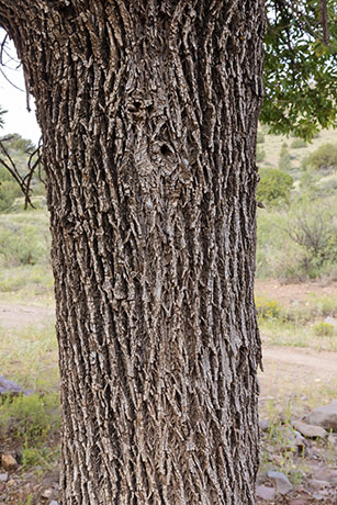 Velvet Ash, Fraxinus velutina, Fraxinus pennsylvanica velutina 