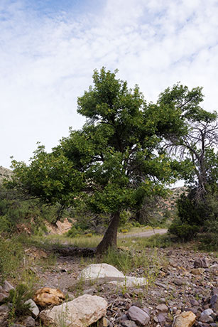 Velvet Ash, Fraxinus velutina, Fraxinus pennsylvanica velutina 