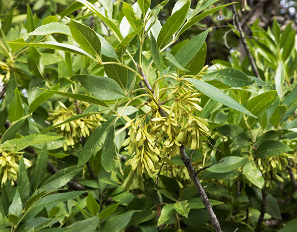 Velvet Ash, Fraxinus velutina, Fraxinus pennsylvanica velutina 