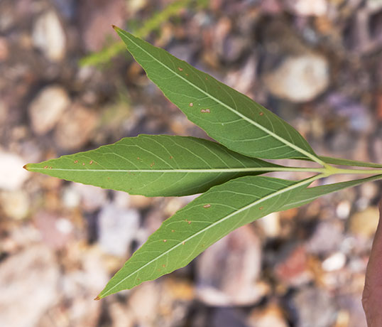 Velvet Ash, Fraxinus velutina, Fraxinus pennsylvanica velutina 