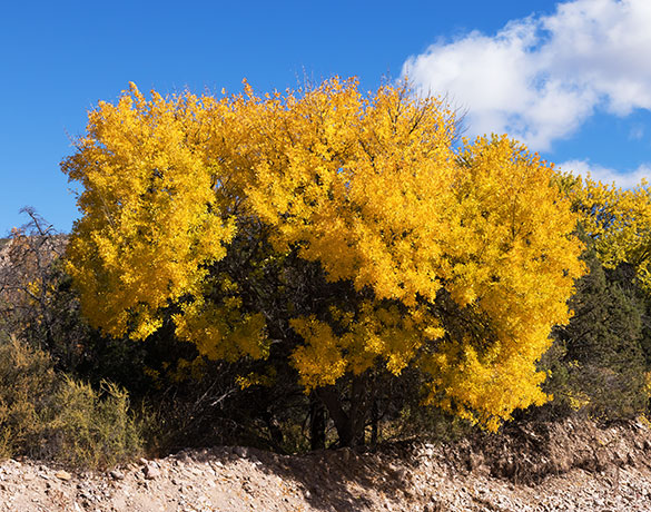 Velvet Ash, Fraxinus velutina, Fraxinus pennsylvanica velutina 