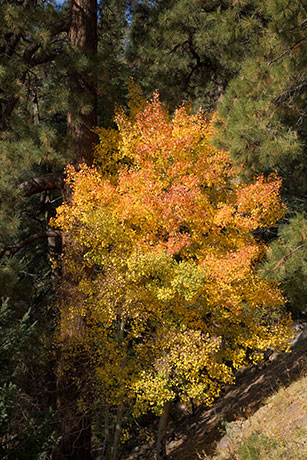 Aspen Populus tremuloides 