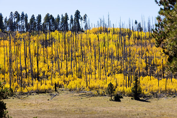 Aspen Populus tremuloides 