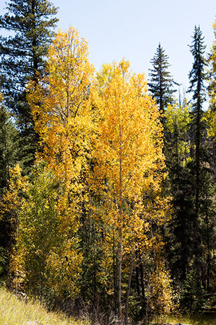 Aspen Populus tremuloides 