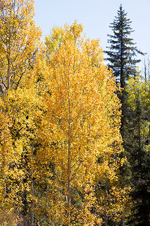 Aspen Populus tremuloides 