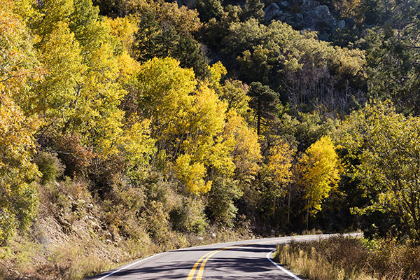 Aspen Populus tremuloides 