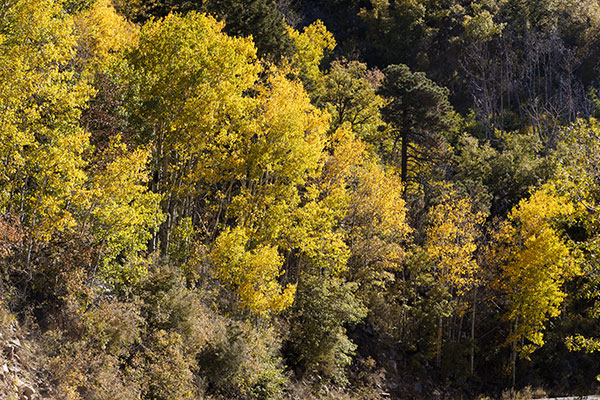Aspen Populus tremuloides 