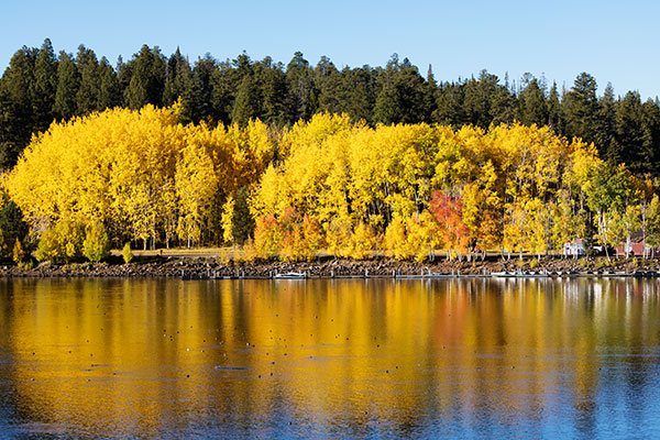Aspen Populus tremuloides 
