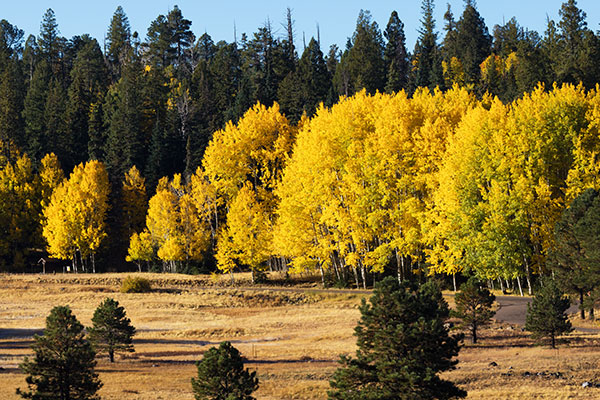 Aspen Populus tremuloides 