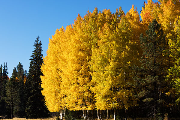 Aspen Populus tremuloides 