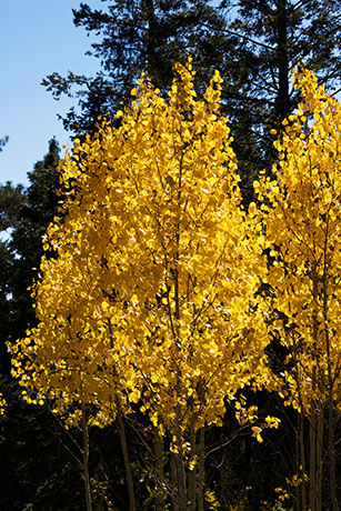 Aspen Populus tremuloides 
