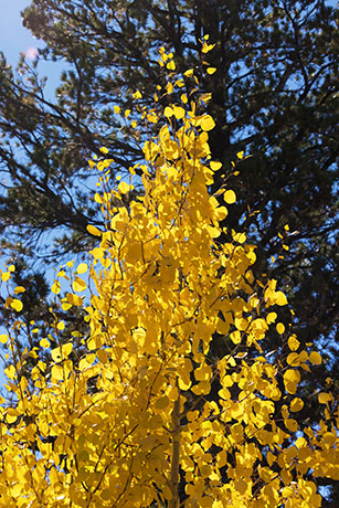 Aspen Populus tremuloides 