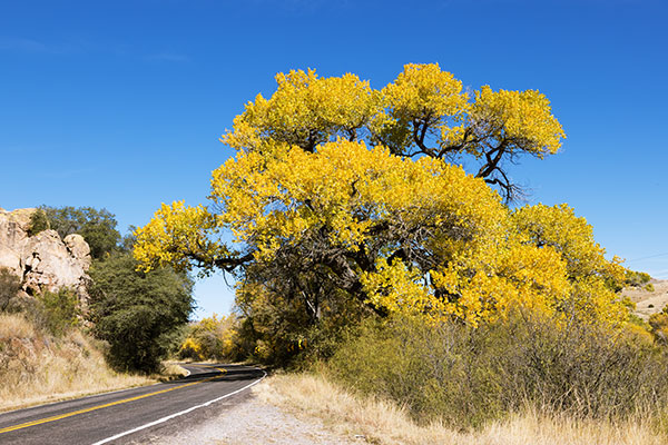 Fremont Cottonwood, Populus fremontii 