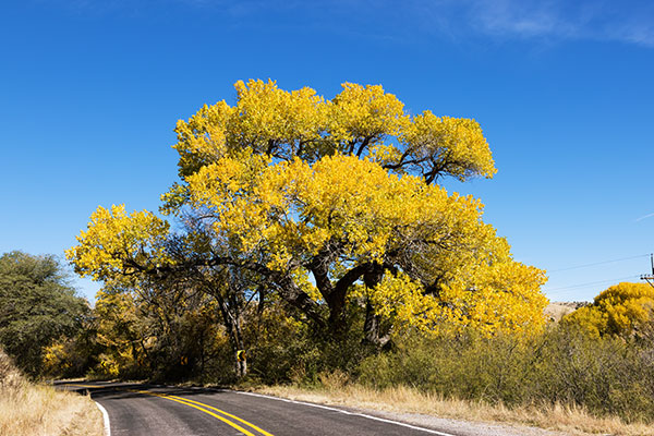 Fremont Cottonwood, Populus fremontii 