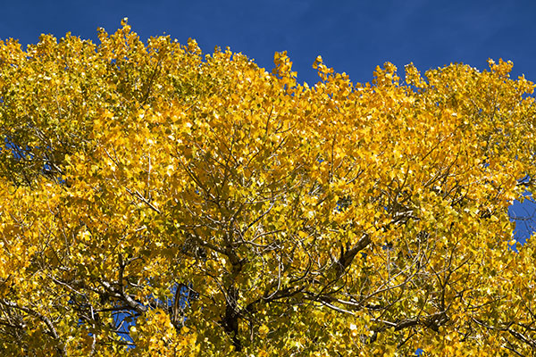Fremont Cottonwood, Populus fremontii 