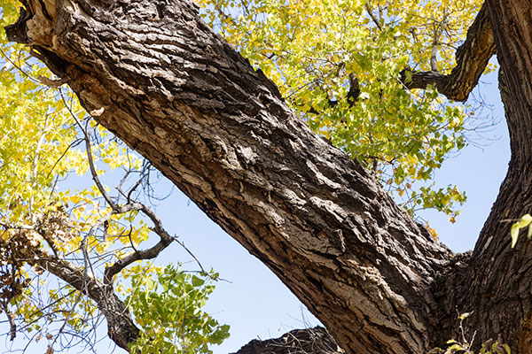 Fremont Cottonwood, Populus fremontii 