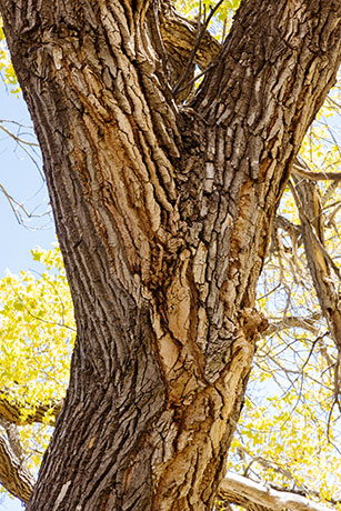 Fremont Cottonwood, Populus fremontii 