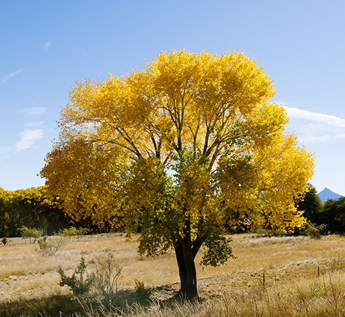 Fremont Cottonwood, Populus fremontii 