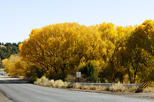 Fremont Cottonwood, Populus fremontii 