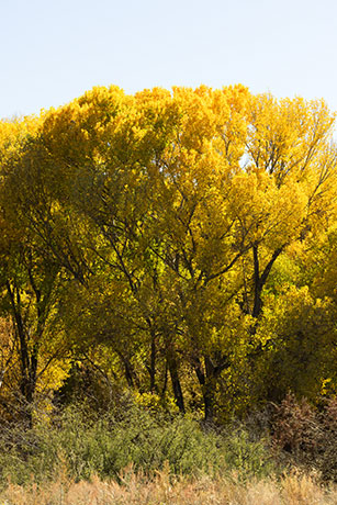 Fremont Cottonwood, Populus fremontii 