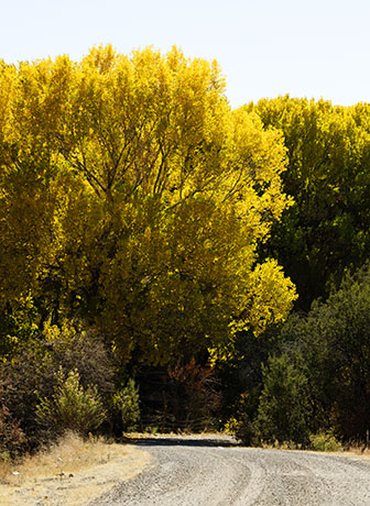 Fremont Cottonwood, Populus fremontii 