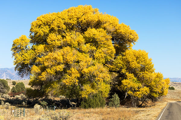 Fremont Cottonwood, Populus fremontii 