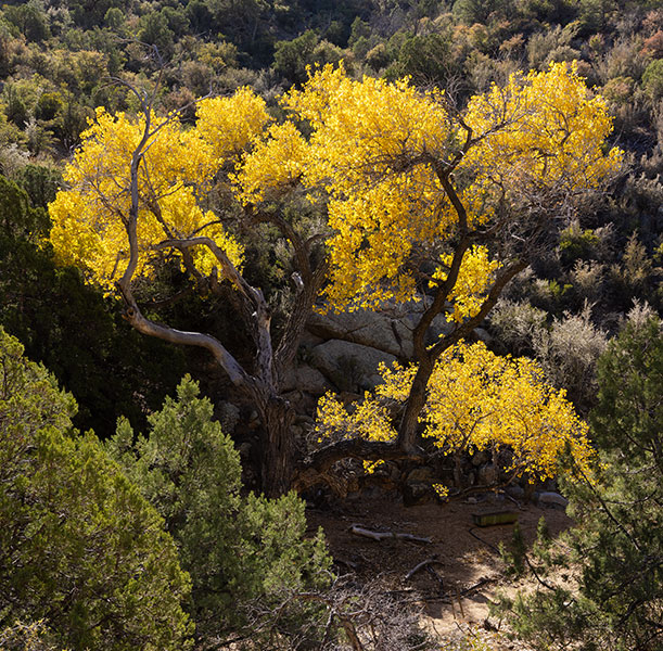 Fremont Cottonwood, Populus fremontii 