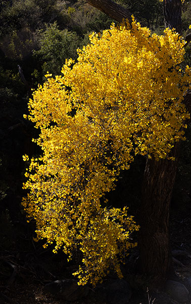 Fremont Cottonwood, Populus fremontii 