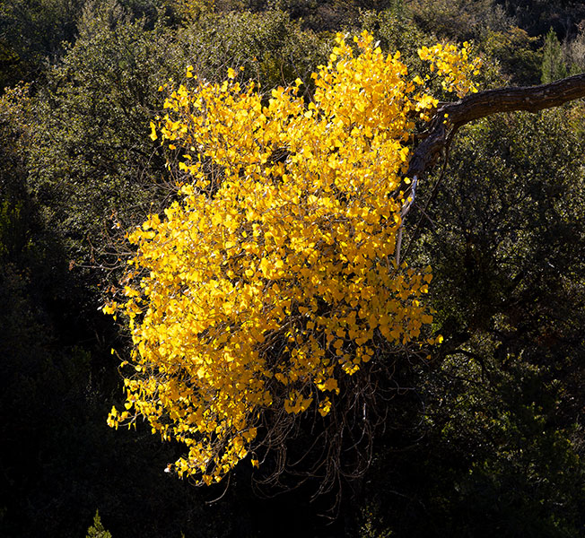 Fremont Cottonwood, Populus fremontii 