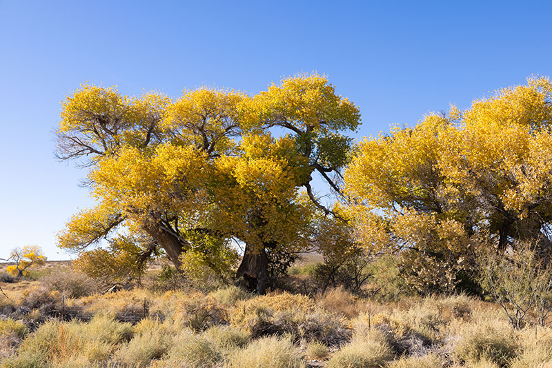 Fremont Cottonwood, Populus fremontii 
