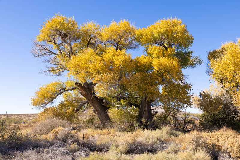 Fremont Cottonwood, Populus fremontii 
