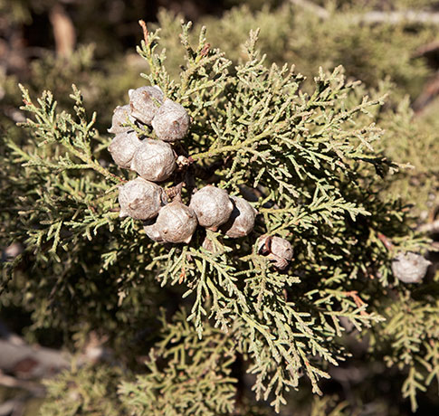 Arizona Cypress, Cupressus arizonica 