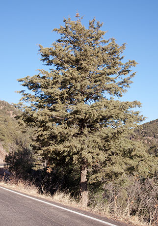 Arizona Cypress, Cupressus arizonica 